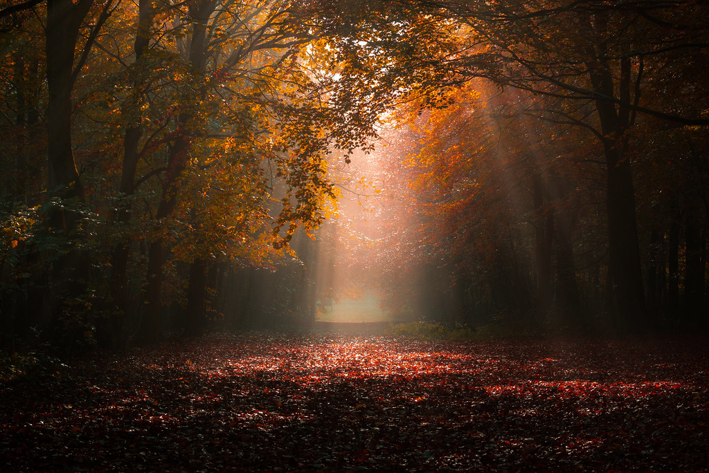 The Nature of Daylight – ENTANGLED ECOLOGIES